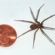 Illustration for article titled Radioactive Venom Lengthens Lives, Promotes Tumescence